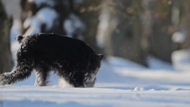 Karda mutlu schnauzer, kürkte kar taneleriyle oynuyor, 4K 'da neşeli ve enerjik.