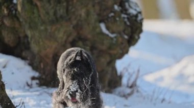 Komik siyah schnauzer karda koşuyor, neşeli ve mutlu, kürke yapışmış kar taneleri