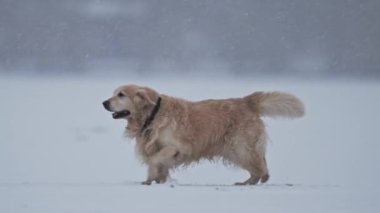 Golden Retriever karlı günün tadını çıkarıyor, kar yavaşça yağarken koşuyor ve oynuyor