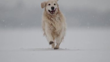Golden Retriever karda koşuyor, düşen kar taneleriyle kışın tadını çıkarıyor.