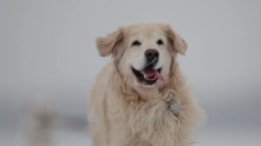 Golden Retriever koşuyor ve karla kaplı arazide zıplıyor, mükemmel kış titreşimleri