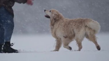 Golden Retriever taze karda hoplayıp zıplıyor ve büyülü bir kış sahnesi yaratıyor.