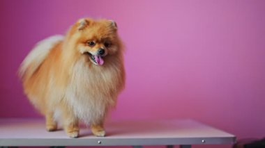 Tatlı kırmızı Pomeranian ağır çekimde, neşeyle pembe arka planda oynuyor.