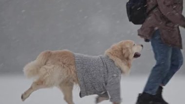 Gri kazaklı Golden Retriever, karın tadını çıkarıyor, bayram kış eğlencesi