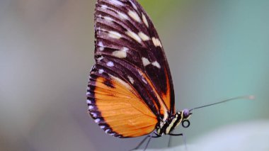 Hecale Longwing kelebeği, makro 4K 'daki doğal güzelliklerle çevrili bir yaprağın üzerinde duruyor..