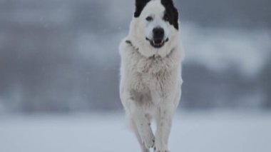 Enerjik Alabai köpeği, kış karının tadını çıkarıyor. Çarpıcı ağır çekim detaylarıyla yakalandı.