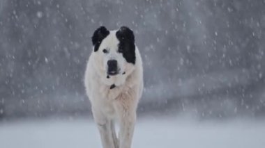 Siyah-beyaz Alabai, karlı kış boyunca ağır çekimde koşuyor, neşeli ve görkemli.