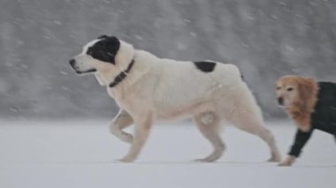 Alabai, Labrador ve Retriever kar taneleri düşerken, neşeli kış yavaş çekimde oynuyorlar.