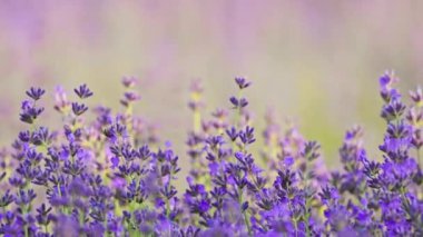 Yakın plan lavanta çiçekleri doğada yavaşça hareket ediyor, baş döndürücü bir şekilde 4K yavaş çekim yapıyor.