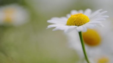 Rüzgâr papatya çiçeğinin içinden esiyor, baharın güzelliğini tarlada sergiliyor