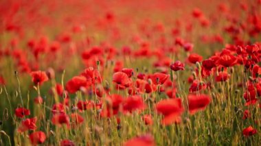 Bir tarladaki kırmızı gelinciklerin 4K yavaş çekim görüntüsü, doğanın en ince ayrıntısına kadar çekilmiş.