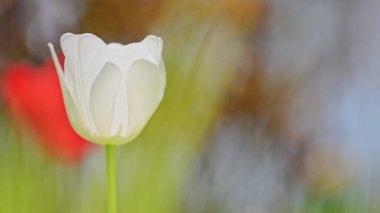 Narin beyaz lale baharda çiçek açar, bahçede yavaşça sallanır, 4K yavaş çekim