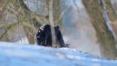 Dev Schnauzer yavaş çekim yakın çekim, karla kaplı ve komik kış titreşimleri