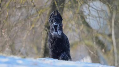 Karda komik Riesenschnauzer, karlı ceketli yavaş çekimde bir köpek portresi.
