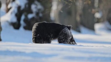 Mutlu schnauzer koşar ve karda oynar, tüylü kürk 4K yavaş çekimde.