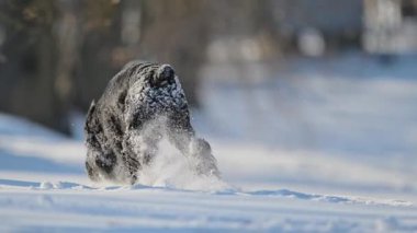 Karda koşan enerjik siyah schnauzer, komik kar kaplı kürk, kış eğlencesi