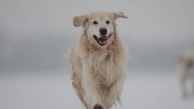 Karda oynayan neşeli Golden Retriever, kar taneleri yavaşça düşüyor..