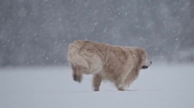 Karlı kış harikalar diyarında koşan ve oynayan Mutlu Golden Retriever 'lar, yavaş çekim