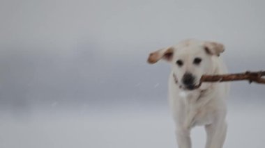 Labrador karda oynar, kış neşesi, Noel havası, mavi bokeh, yavaş çekim büyüsü