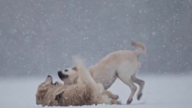 Karda koşuşturan avcılar, neşeli kış oyunları yavaş çekimde tatil büyüsü