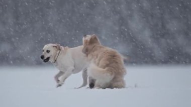 Karda koşan Golden Retriever ve Labrador, şenlikli arkaplanlı kış neşesi