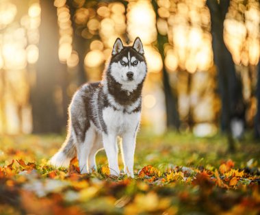 Mavi gözlü siyah beyaz kurt gün batımında bir sonbahar parkında duruyor, canlı ve görkemli.