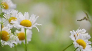 Bir papatya rüzgarla hafifçe hareket eder, baharın sakin güzelliğini bir tarlada yakalar.