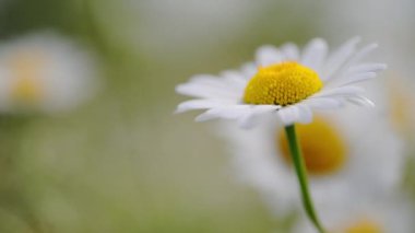 Bir papatya rüzgarda dans eder, makro çekim yapar baharın güzelliğini bir tarlada yakalar.