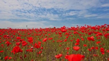 Açık mavi gökyüzüne karşı tarladaki kırmızı gelinciklerin çarpıcı yavaş çekim görüntüsü.