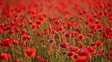 Güneşli bir günde rüzgarda sallanan güzel kırmızı gelincikler.