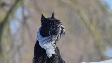 Karla kaplı Riesenschnauzer, şakacı yavaş çekim kış portresi, komik köpek anları