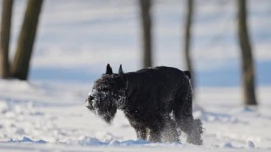 Karda koşan komik siyah schnauzer, neşeli kış neşesi, kar taneleriyle dolu kürk