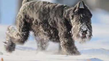 Siyah schnauzer karlı alanda koşuyor, neşeli ve sevimli ağır çekimde 4K