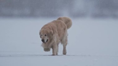 Golden Retriever karla oynaşıyor, sakin bir kış manzarasıyla çevrili.