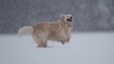 Golden Retriever kar yağarken neşeyle oynar, kışın eğlencesini yavaş çekimde yakalar.