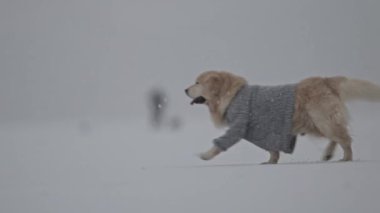 Karlı kış mevsiminde örülü süveter giyen Golden Retriever, neşeli titreşimler