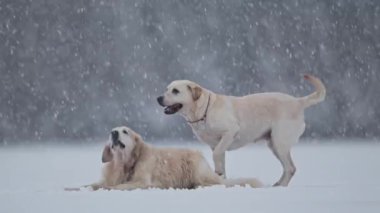 Oyuncu Alabai, Labrador ve Retriever karda oynaşıyor, 4K yavaş çekimde düşüyor