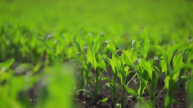 Bereketli bir bahar tarlasında yetişen genç mısır bitkilerinin yavaş çekim görüntüleri.