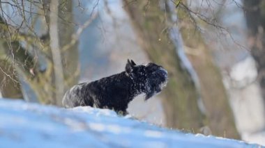 Karlı siyah Riesenschnauzer, 4K 'de yavaş çekimde oyuncu bir köpek portresi.