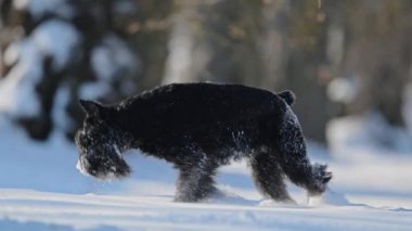 Neşeli schnauzer koşar ve karda zıplar, kürkte kar taneleri, yavaş çekim kış eğlencesi