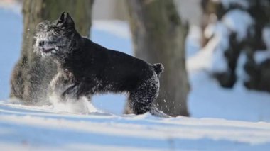 Siyah dev schnauzer karda koşuyor, tüylü palto kaplı, neşeli kış oyunları ağır çekimde.