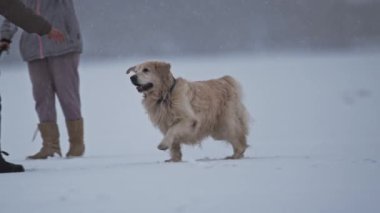 Golden Retriever koşuyor, oynuyor ve karlı bir harikalar diyarında zıplıyor, ağır çekim