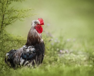 Proud rooster standing on lush green pasture, showcasing vibrant feathers and confidence clipart