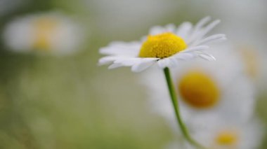 Bahar esintisinde sallanan papatyanın makro çekimi, doğanın tarladaki hareketi.