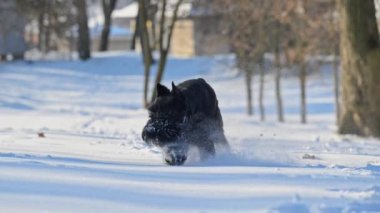 Karda koşan enerjik schnauzer, kabarık bir palto, 4K yavaş çekimde neşeli.