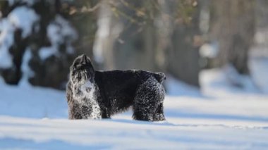 Dev schnauzer karda koşuyor, neşeli ve eğlenceli, tüylü beyaz kar taneleriyle kaplı..