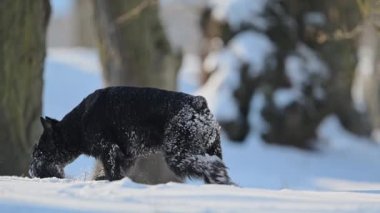 Şirin siyah schnauzer kardan zevk alıyor, koşuyor ve oynuyor, kürkü tüylü kar taneleriyle dolu.