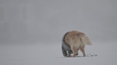 Gri kazaklı neşeli Golden Retriever kar ve şenlikli kış manzarasının tadını çıkarıyor.