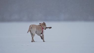 Mutlu Labrador karda koşar, neşeli kış titreşimleri, parlak mavi karlı arka plan