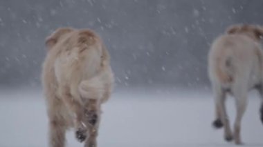 Labrador ve Retriever karlı arazide oynaşıyor, kış neşesini yavaş çekimde yakalıyorlar.